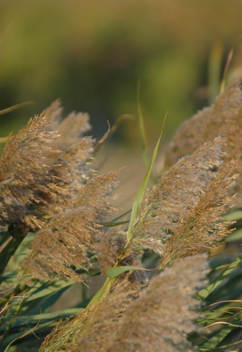 L'herbe de la pamap du domaine de vins sur Arles Isle Saint Pierre : des valeurs au naturel, agriculture raisonnée