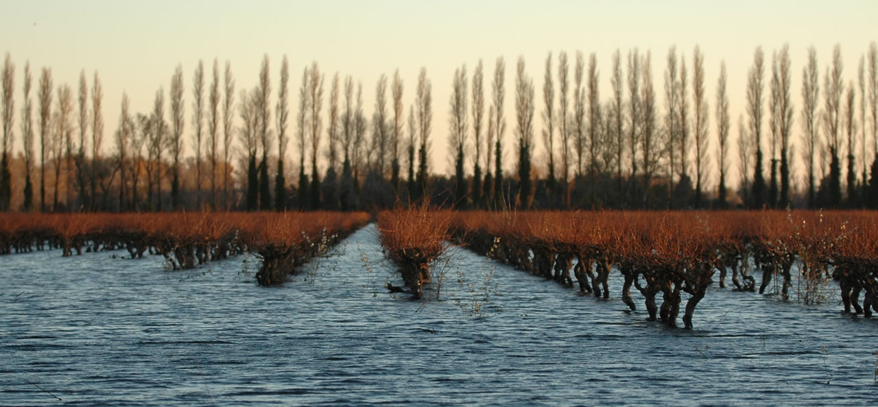 le terroir du Domaine de l'Isle Saint Pierre : climat méditerranéen, terrain sablo-limoneux,